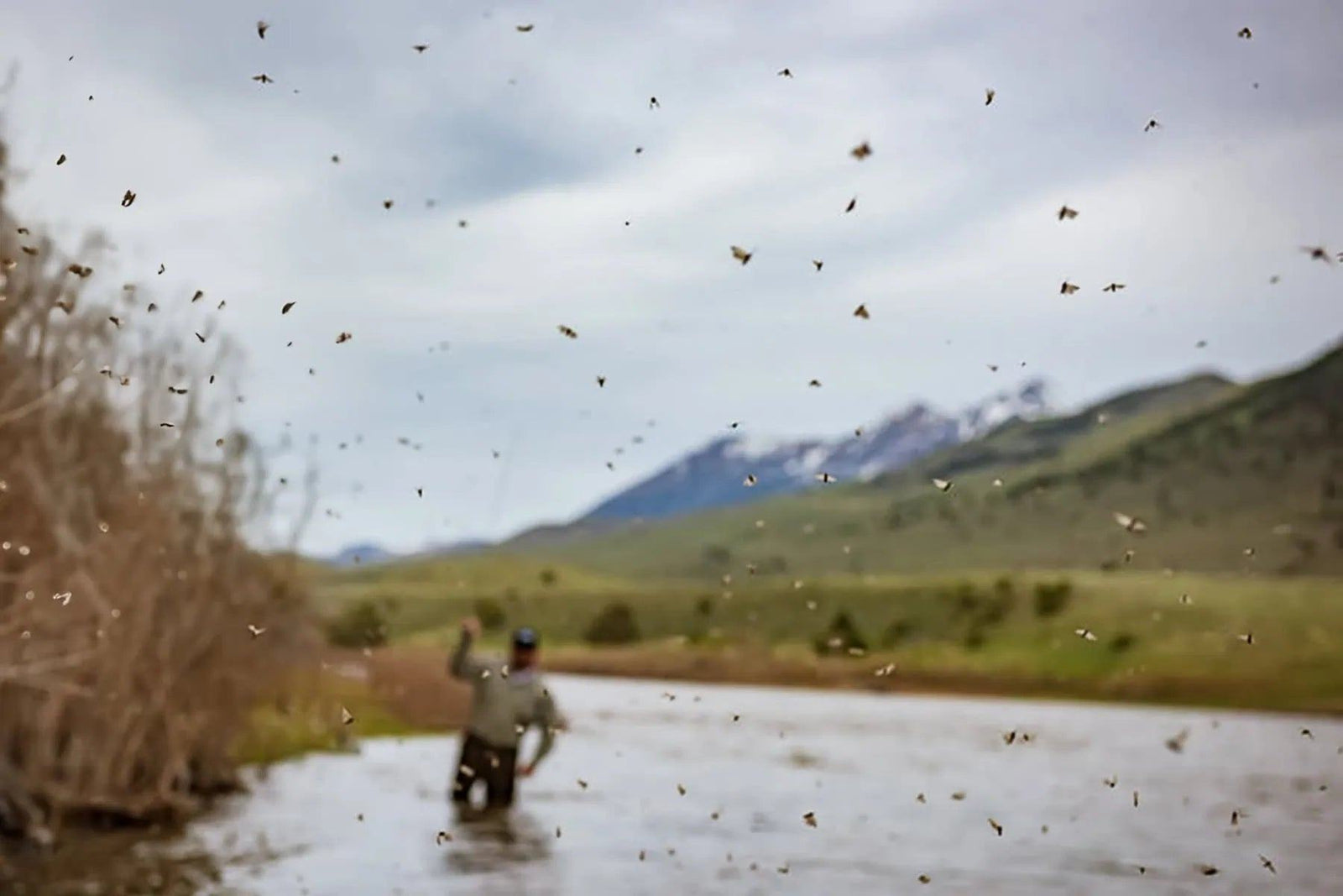 Caddis Chronicles: A Guide to the Mother's Day Hatch | Jackson Hole Fly Company