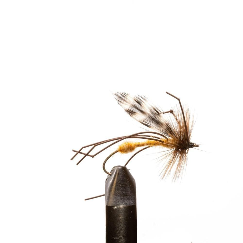 Crane Fly - 4