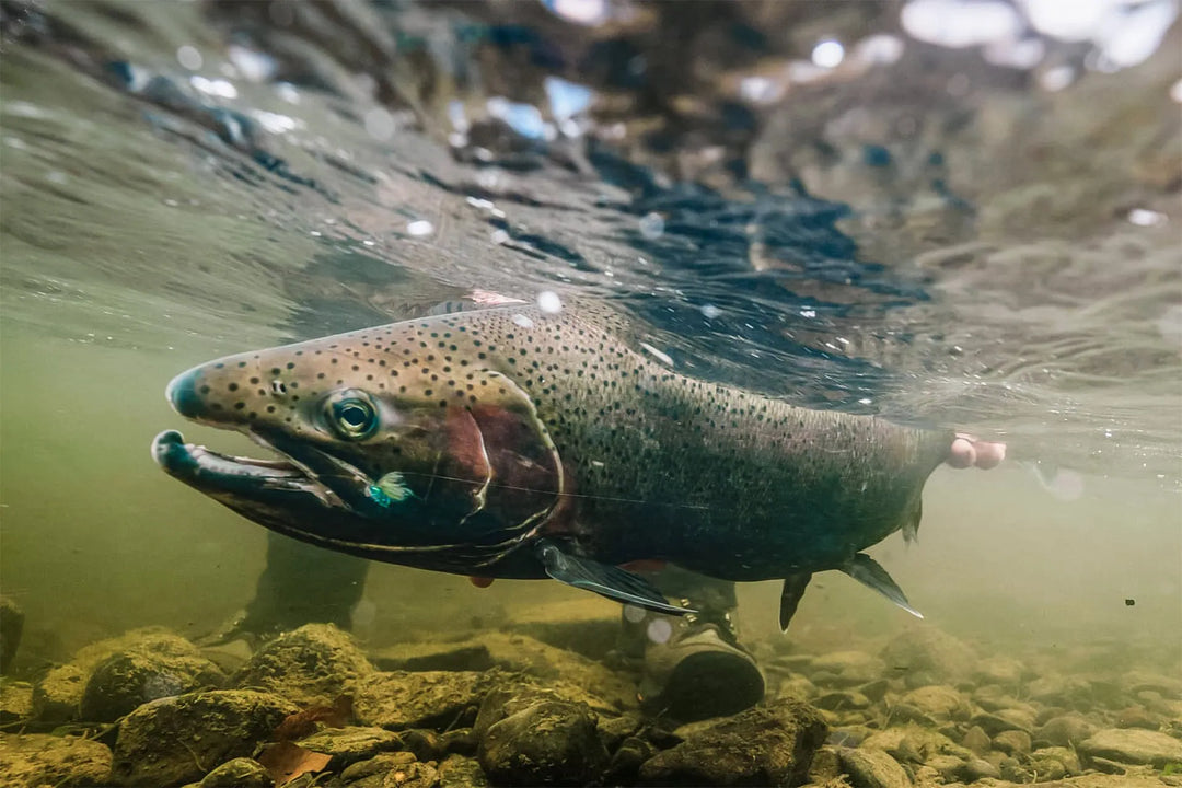 Fly Fishing for Steelhead: Essential Strategies & Gear for the Fall Run