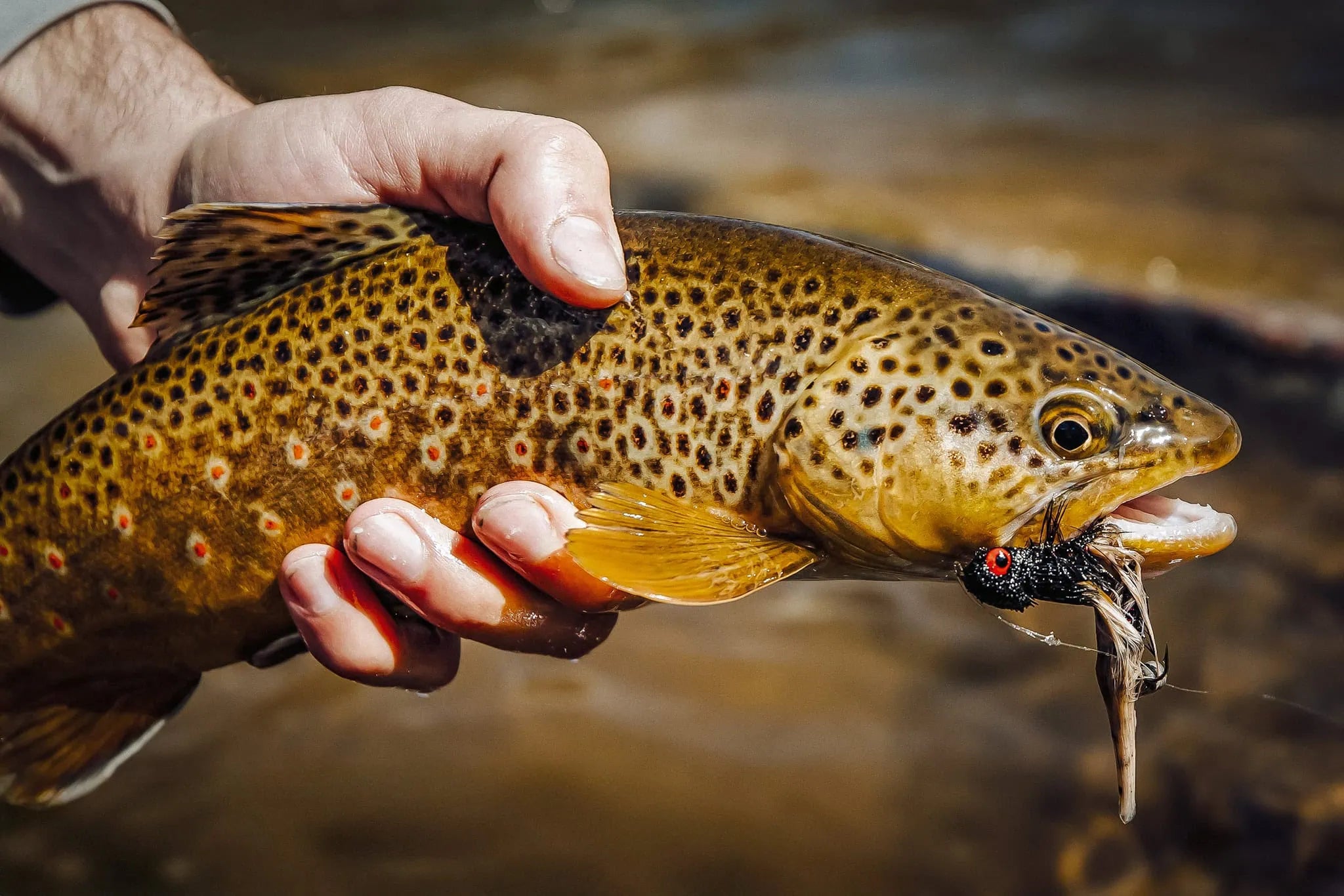 Proven Early Spring Streamer Tactics for Landing More Trout – Jackson ...