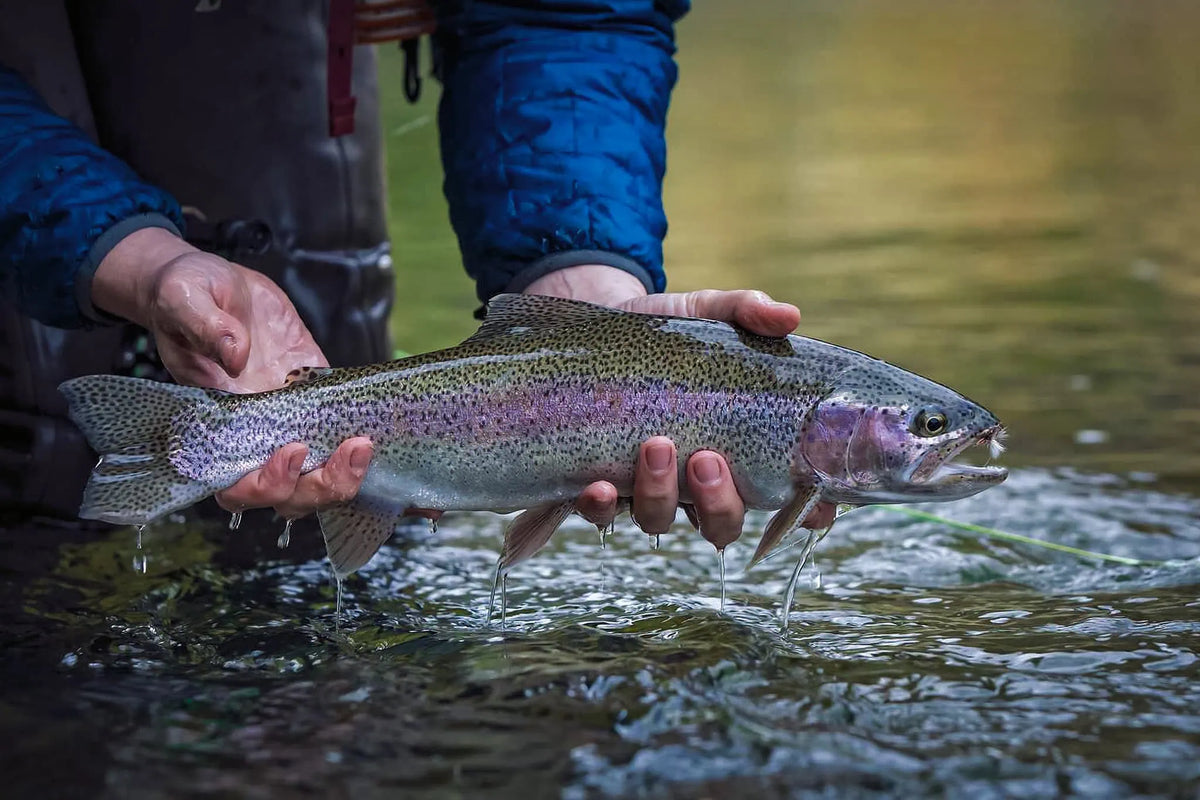 Spring Hatch Top 10 May Hatches Fly Anglers Need to Know (Plus Fly Patterns & Pro ...