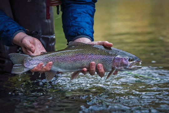 Match the Spring Hatch: Top 10 May Hatches Every Fly Angler Should Know