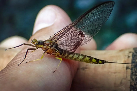 Fly of the Month: The Blue-Winged Olive (BWO) – Match the Hatch from Nymph to Spinner