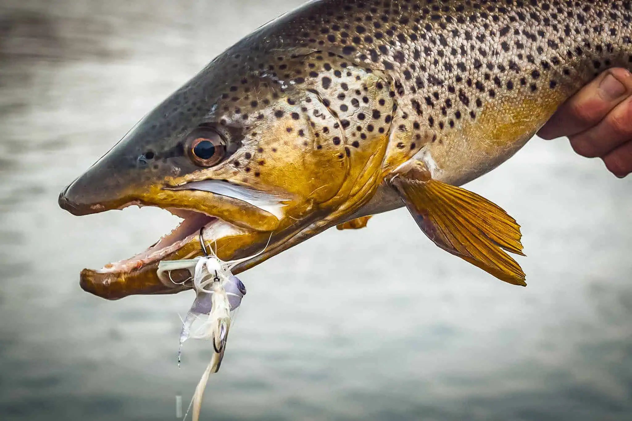 Chasing Season Starts Now – Micro Streamers vs Full Meat | JHFLYCO ...