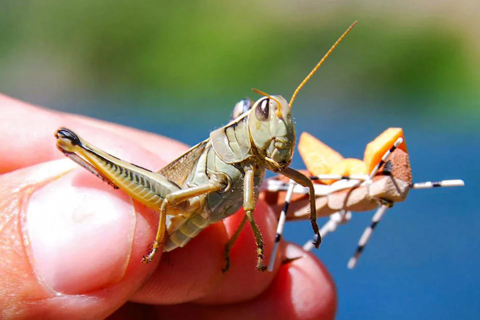 Terrestrial Tactics: Big Takes from Hoppers to Beetles