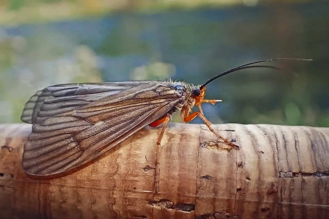Fly of the Month: October Caddis – The Big Bug in a Small-Fly Season