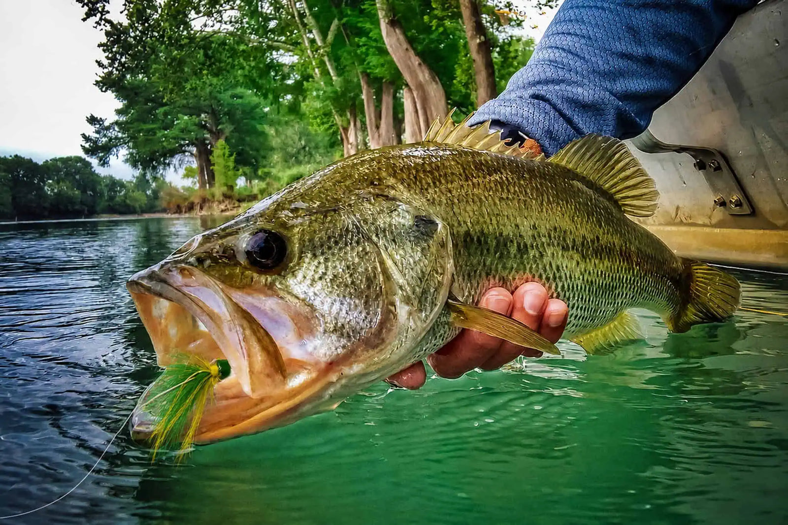 Largemouth bass held at the water's surface with a green and yellow topwater popper still hooked in its mouth | Jackson Hole Fly Company