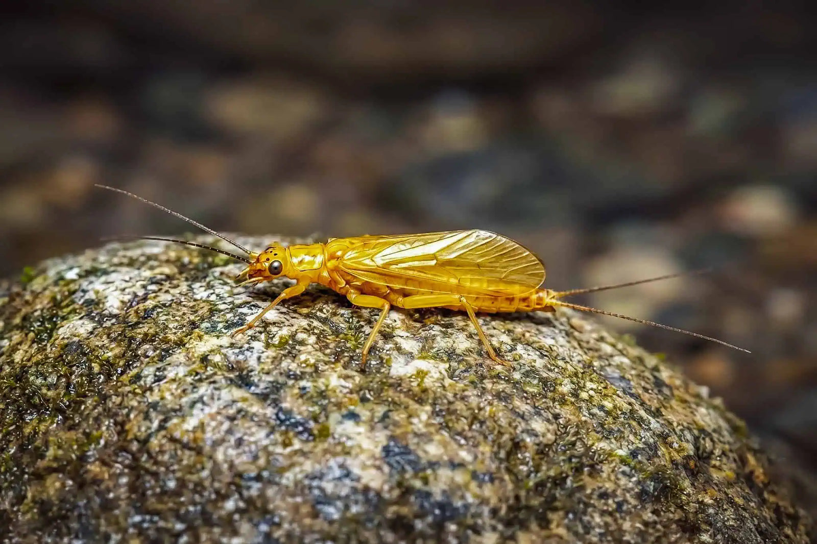 Yellow Sally stonefly on moss beside fast stream — June Fly of the Month | Jackson Hole Fly Company