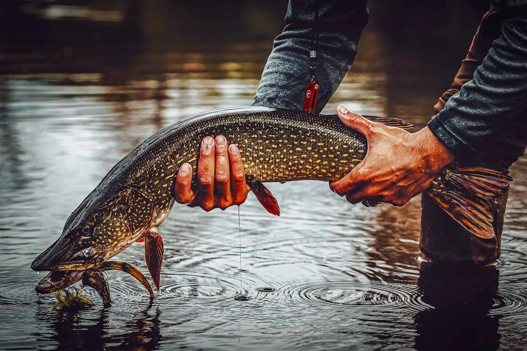 Pike & Musky on the Fly: Chasing Freshwater Predators