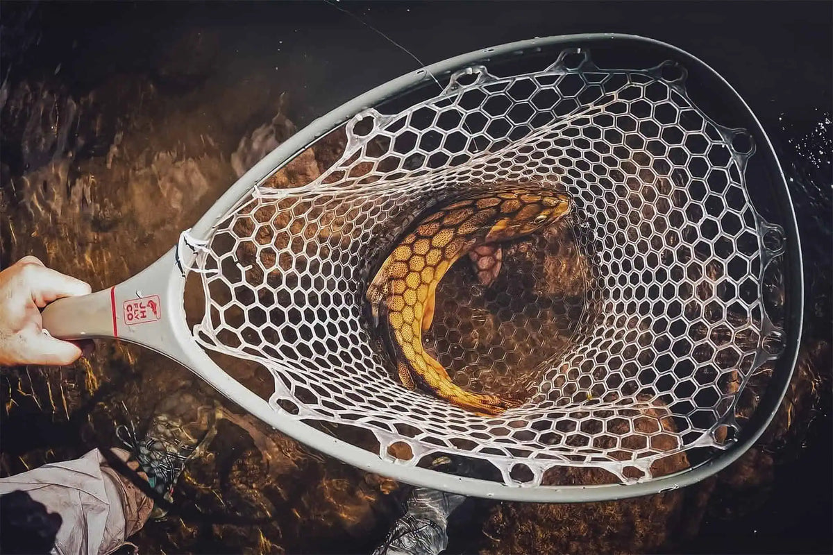 Trout resting in the clear rubber bag of a JHFLYCO Carbon Fiber Landing Net held low in the water, seen from above | Jackson Hole Fly Company