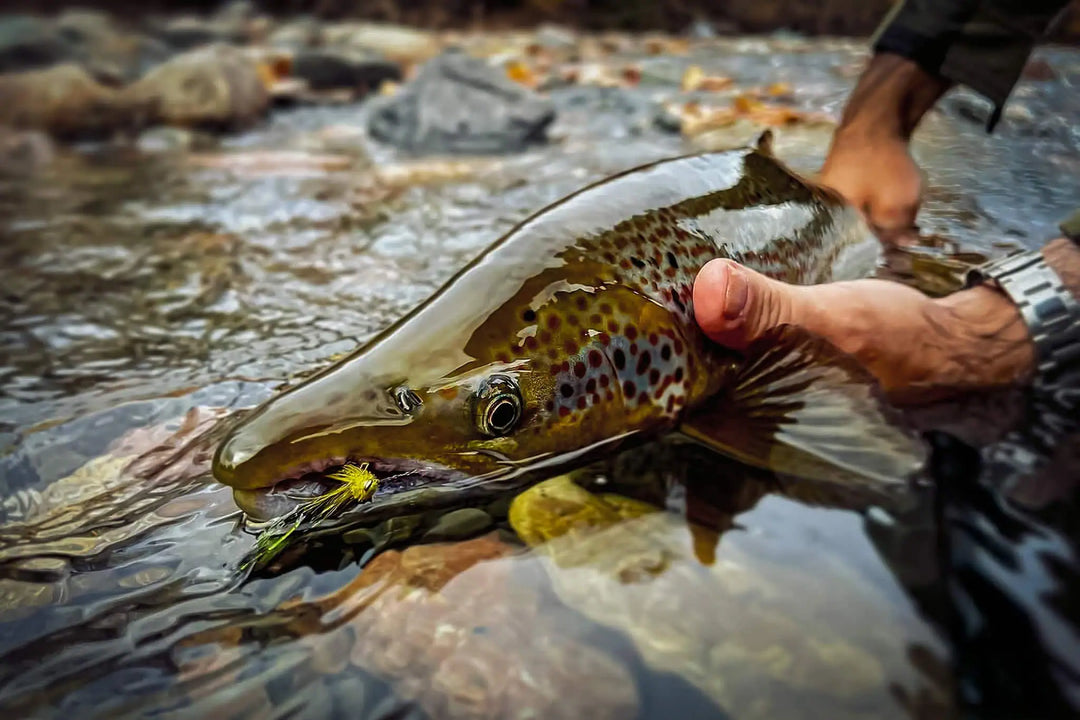 October’s Best Trout Flies: 12 Patterns for Fall Success