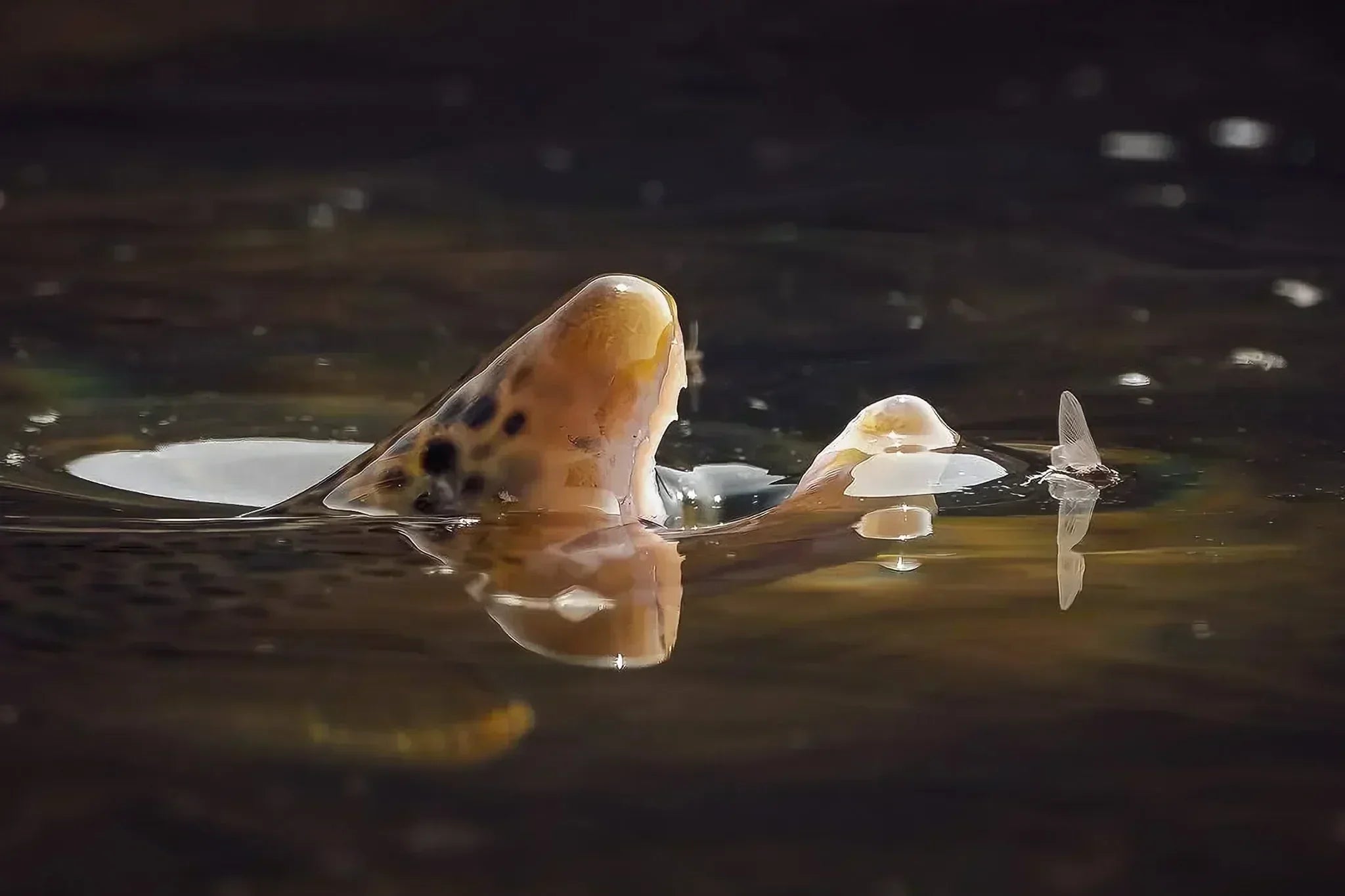 Fly of the Month: The Pale Morning Dun (PMD) – Tactics for Every Stage ...