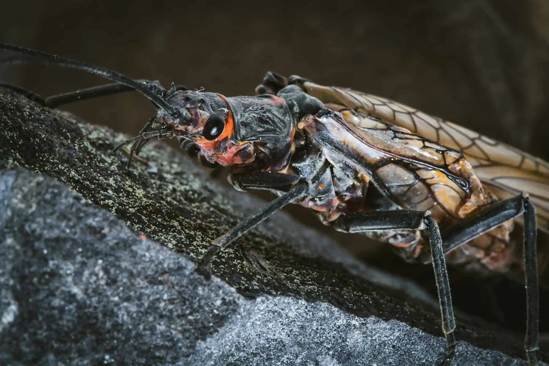Fly of the Month: Stoneflies – The Biggest Bug in Your Box