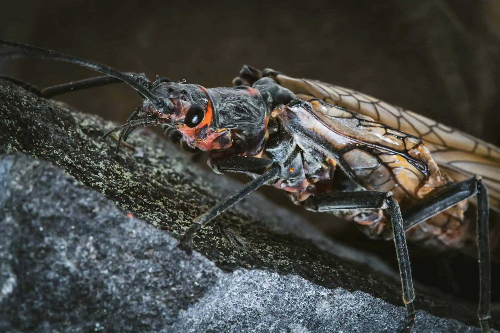 Fly of the Month: Stoneflies – The Biggest Bug in Your Box