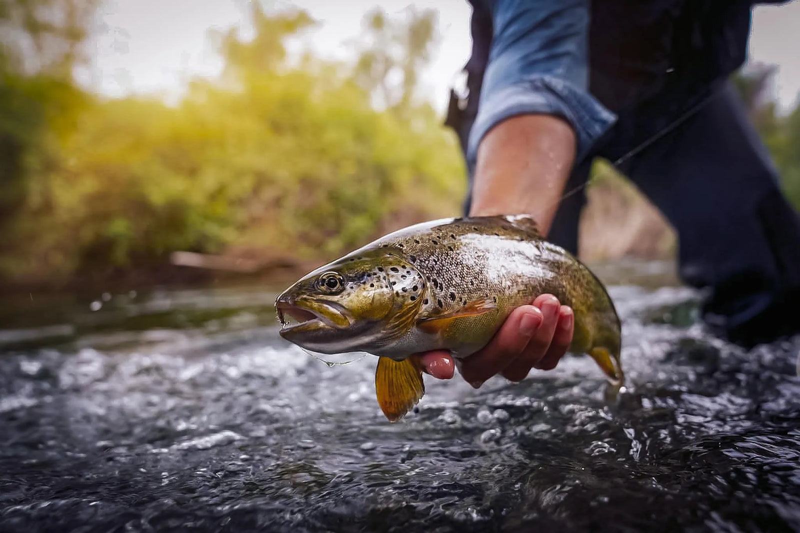 Best September Trout Flies: Top 12 Patterns You Can Trust Best September Trout Flies: Top 12 Patterns You Can Trust