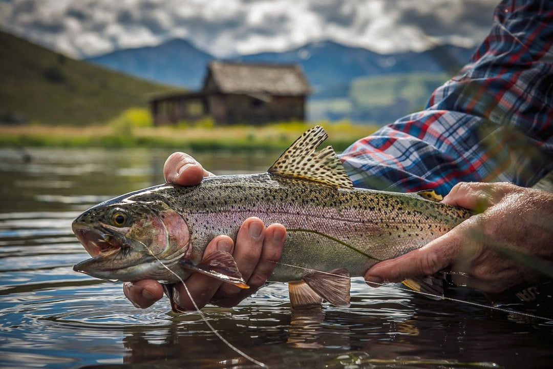 Exploring 6 Key Fly Categories & Effective Patterns
