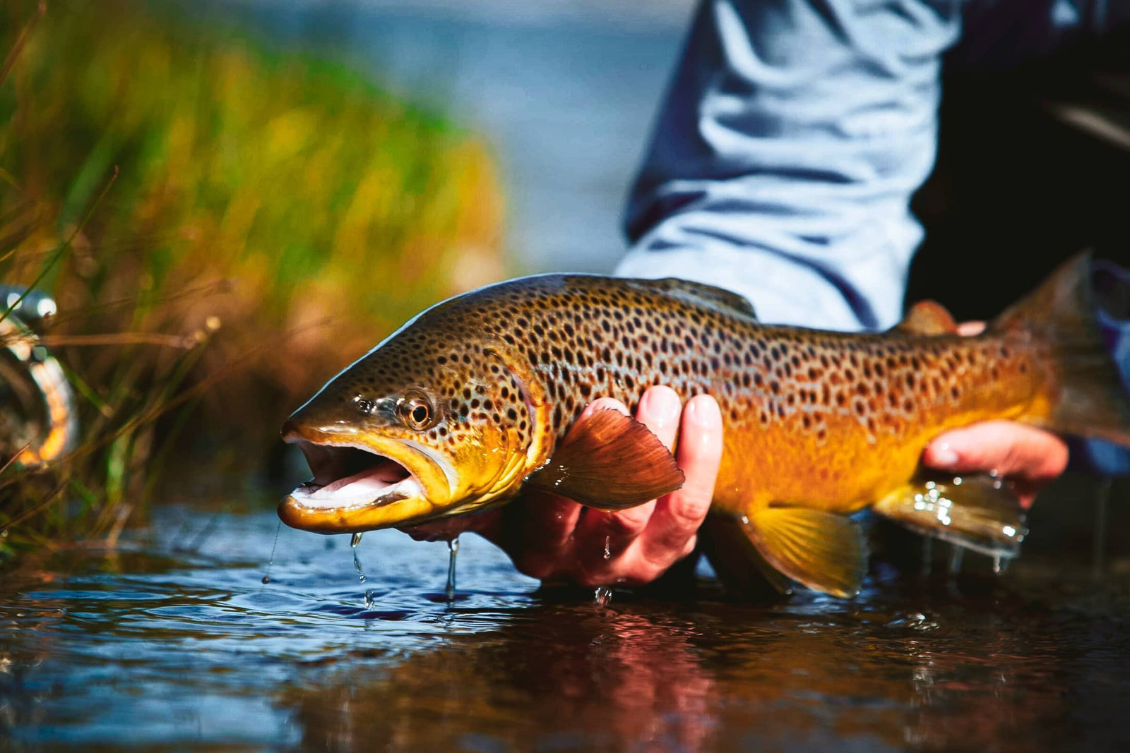 Catch and Release Done Right: Ensuring a Healthy Future for Our Fish | Jackson Hole Fly Company