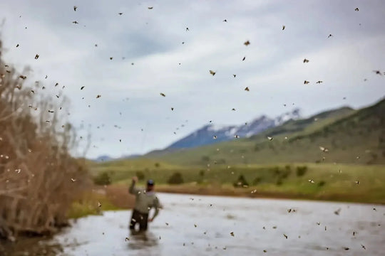 Caddis Chronicles: A Guide to the Mother's Day Hatch