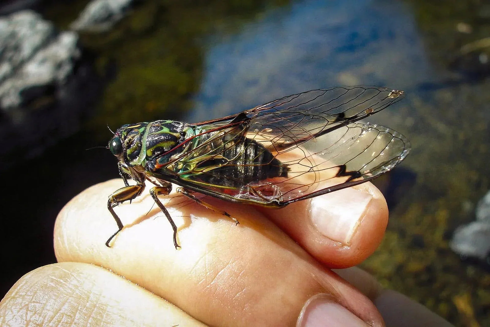 Conquering the 2024 Cicada Invasion: Fly Fishing Strategies & Patterns ...
