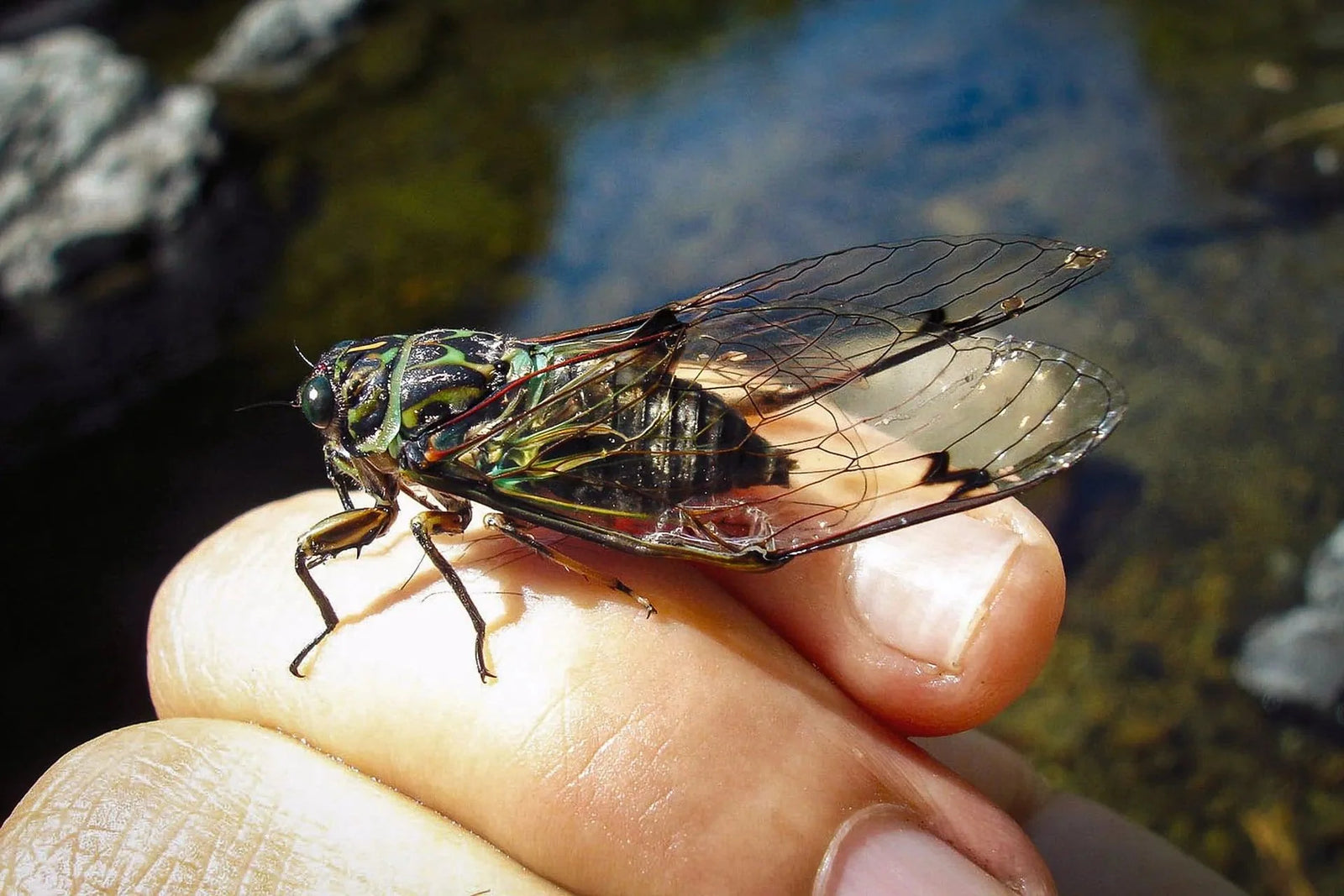 Conquering the 2024 Cicada Invasion: Fly Fishing Strategies & Patterns | Jackson Hole Fly Company