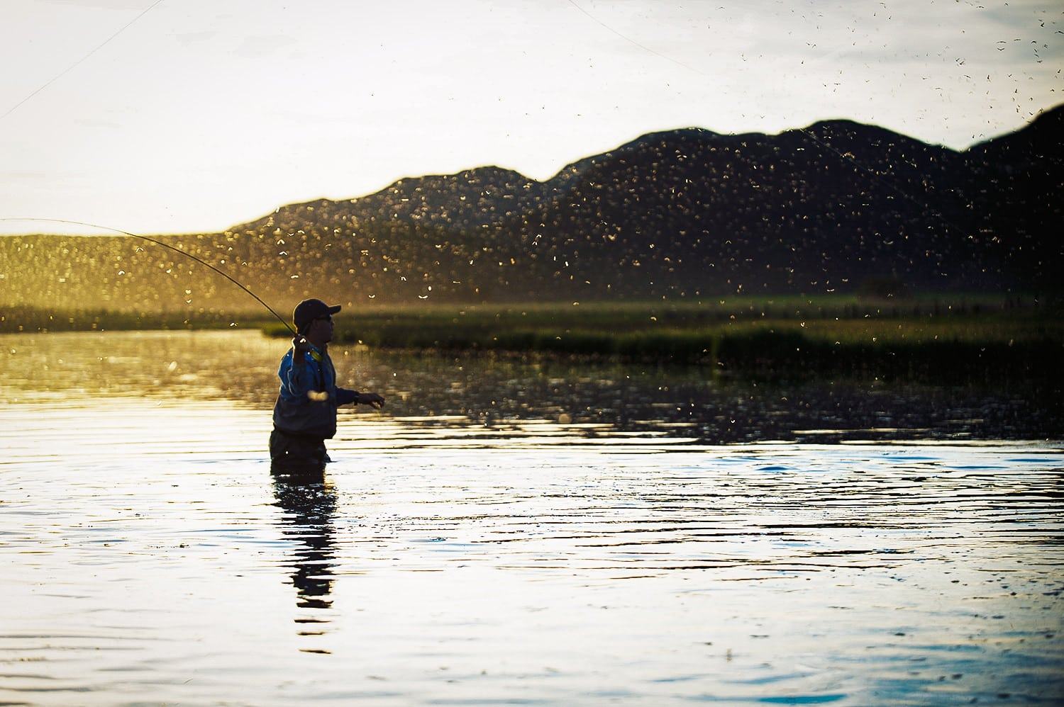 From Chrysalis to Caddis | Jackson Hole Fly Company