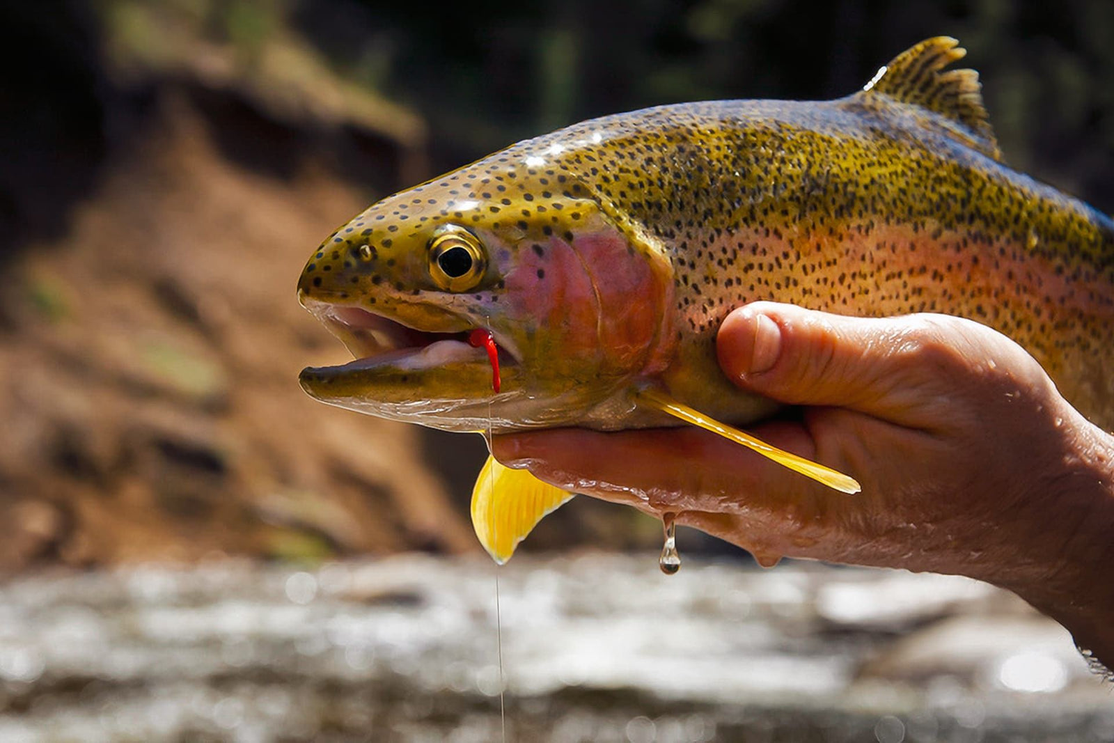 How to Use a San Juan Worm | Jackson Hole Fly Company