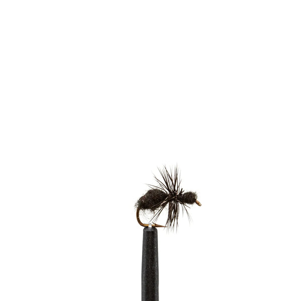 Black Ant - 16