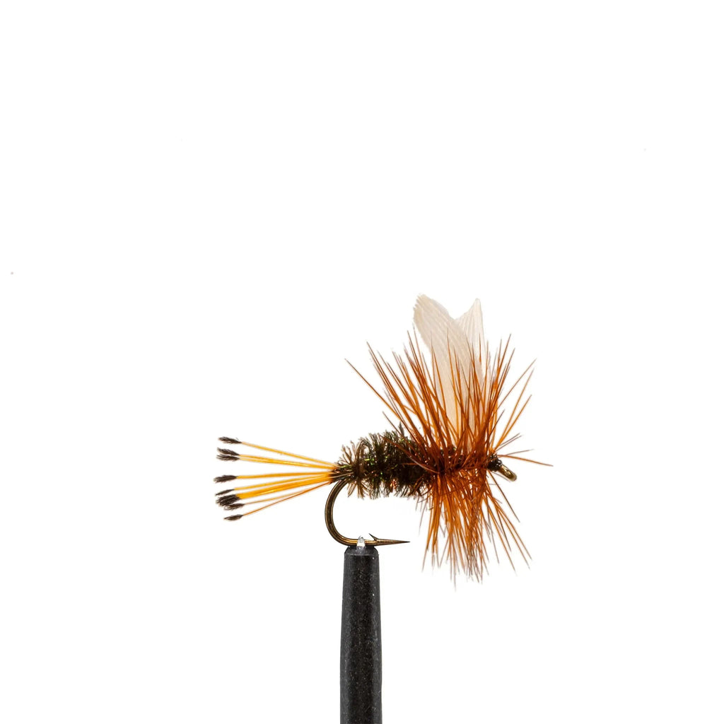 Coachman - 12