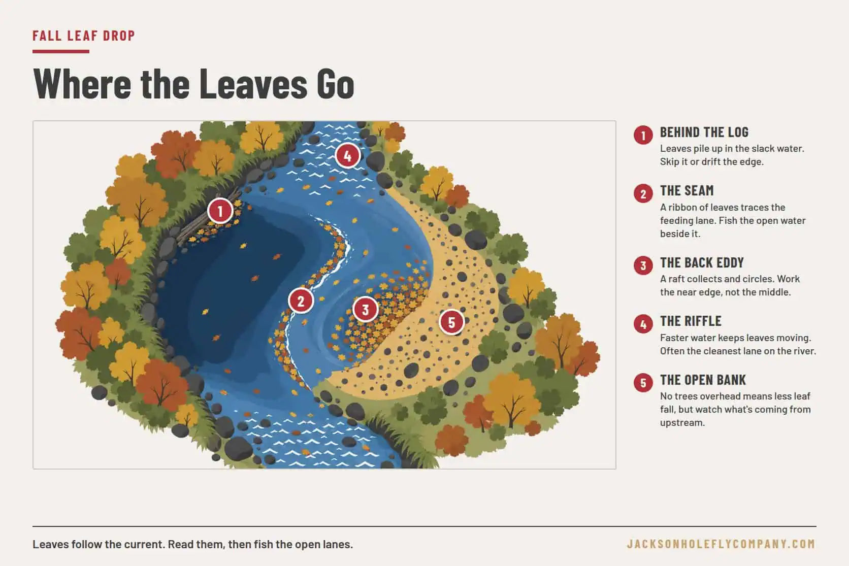 Overhead diagram of a trout river bend in fall showing where leaves pile up behind a log, along the seam and in the back eddy, and the cleaner lanes in the riffle and along the open gravel bank | Jackson Hole Fly Company