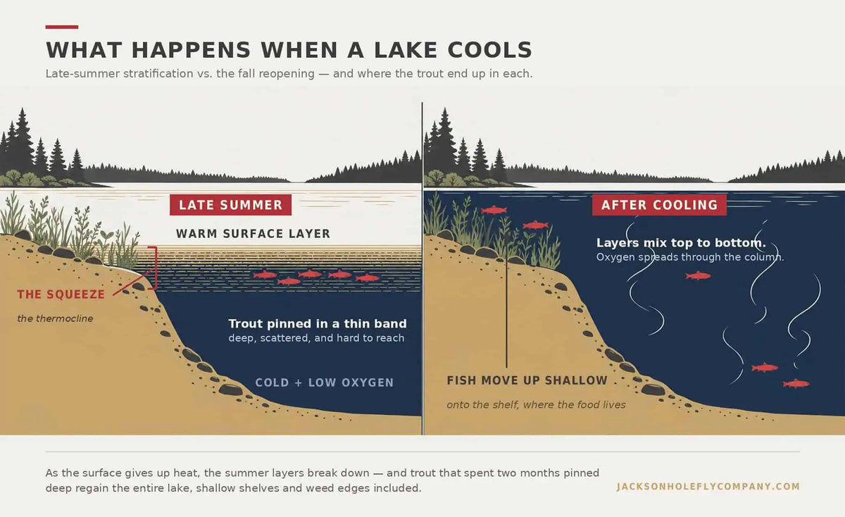 Diagram comparing a stratified summer lake to a mixed fall lake and where trout hold in each | Jackson Hole Fly Company