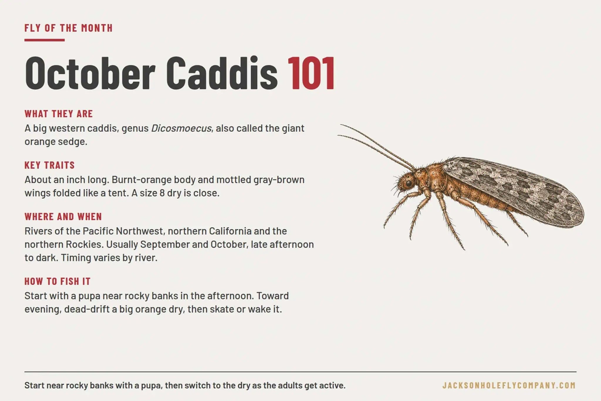 October Caddis 101 chart with an adult October Caddis illustration and notes on what they are, key traits, where and when they hatch, and how to fish them | Jackson Hole Fly Company