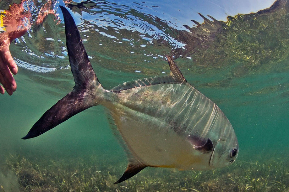 Permit cruising a shallow saltwater flat | Jackson Hole Fly Company