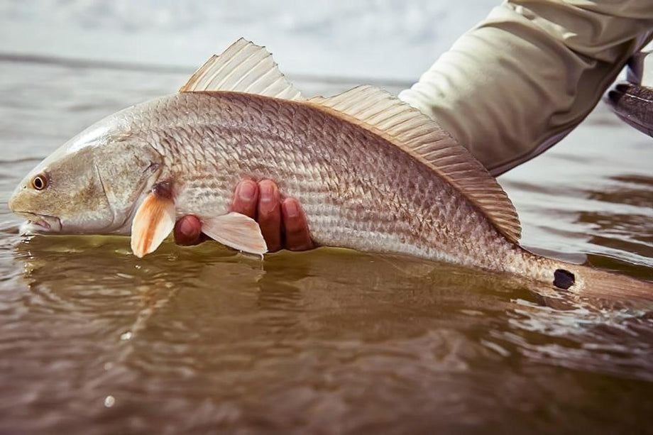 Redfish holding in shallow coastal water | Jackson Hole Fly Company