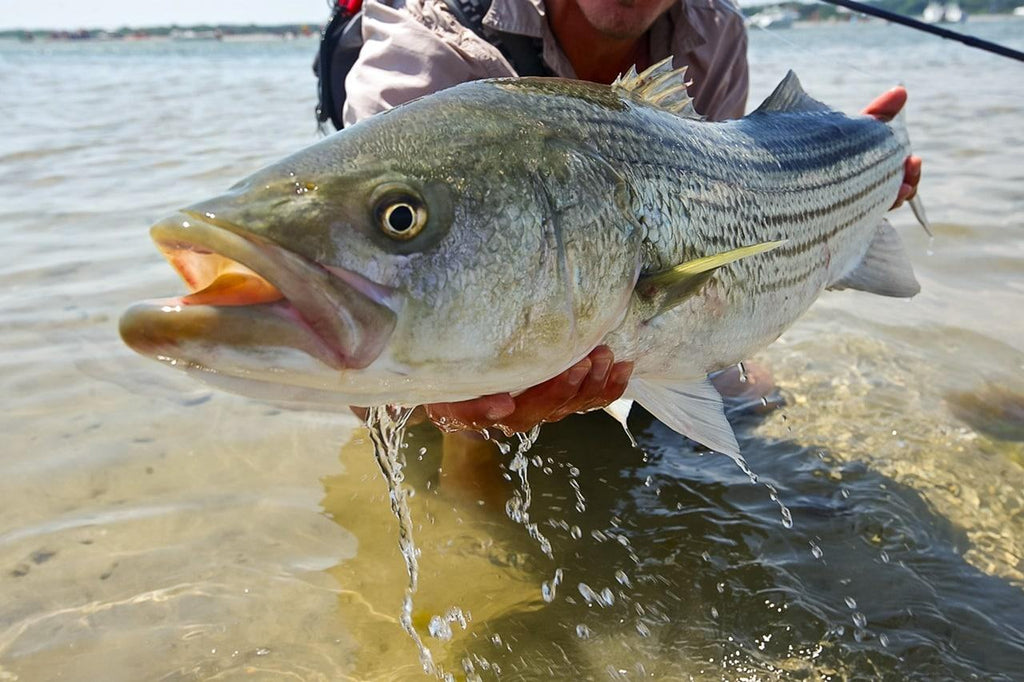 Striped bass in coastal saltwater | Jackson Hole Fly Company