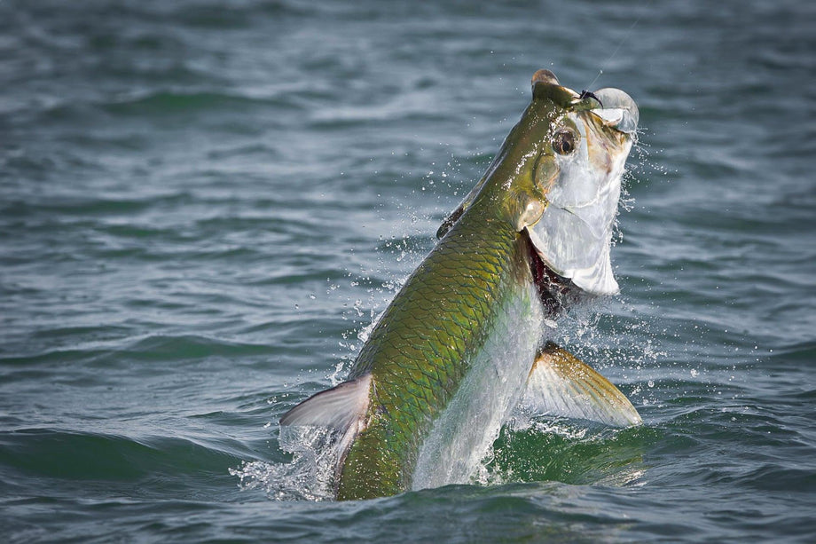Tarpon rolling near the surface in saltwater flats | Jackson Hole Fly Company