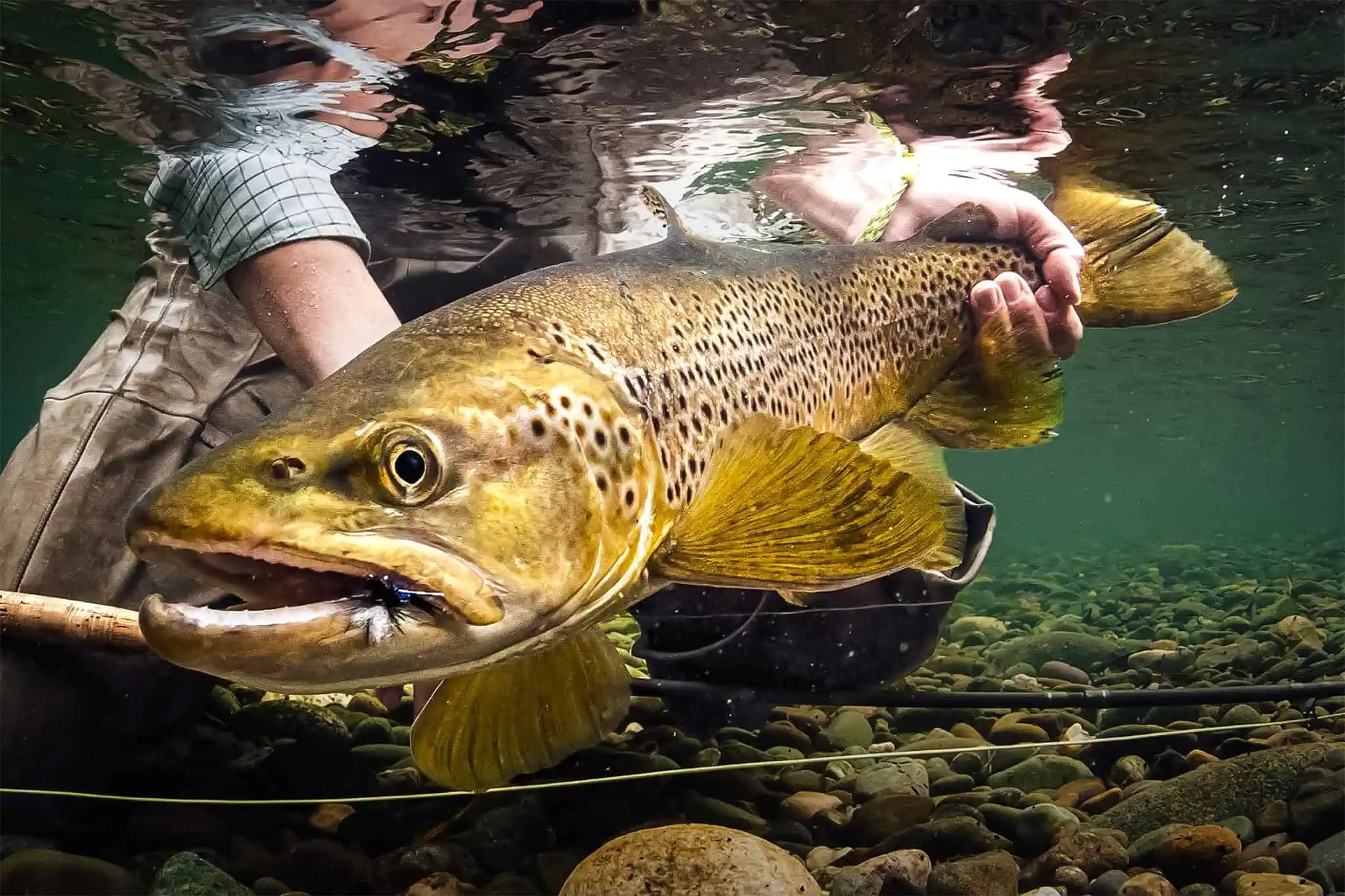 Fly Fishing Flies