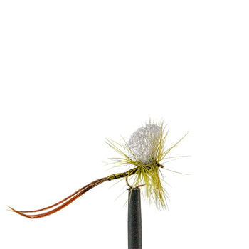 Olive Mayfly