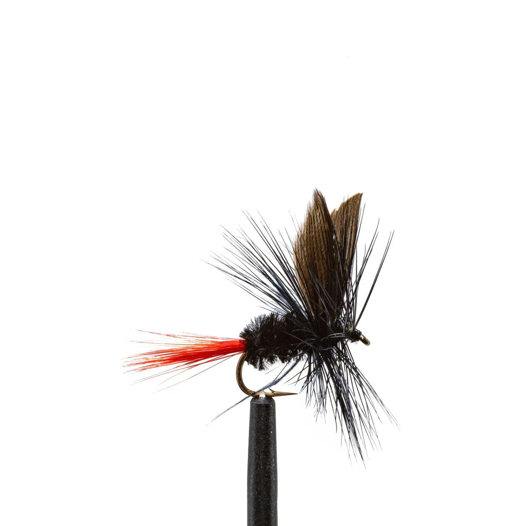 Black Gnat-Red Tail - Dry Flies, Flies | Jackson Hole Fly Company