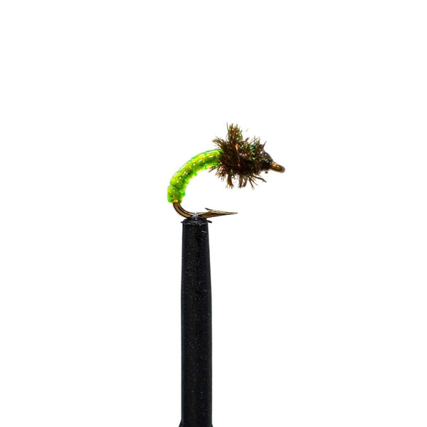 pupa/floating 6 pupas～Live in Tokyo2008 floating 6 pupas ~Live in Tokyo 2008[DVD] - pupa - UNIVERSAL MUSIC