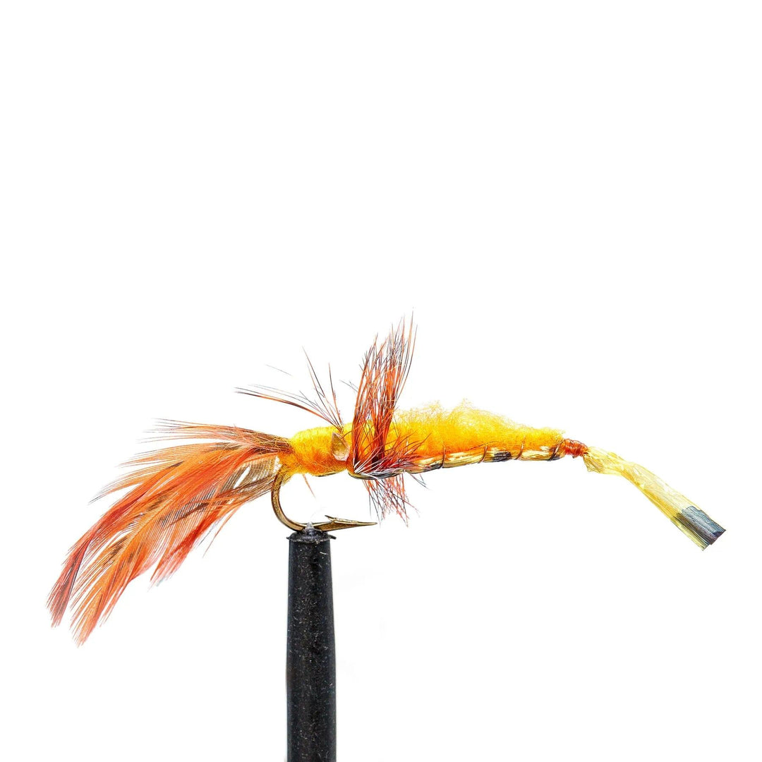 Crayfish - Orange - 6