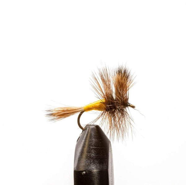 grizzly-wulff-or-jackson-hole-
