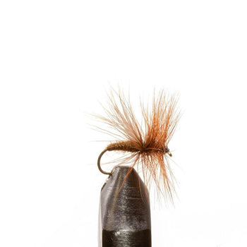Brown Caddis