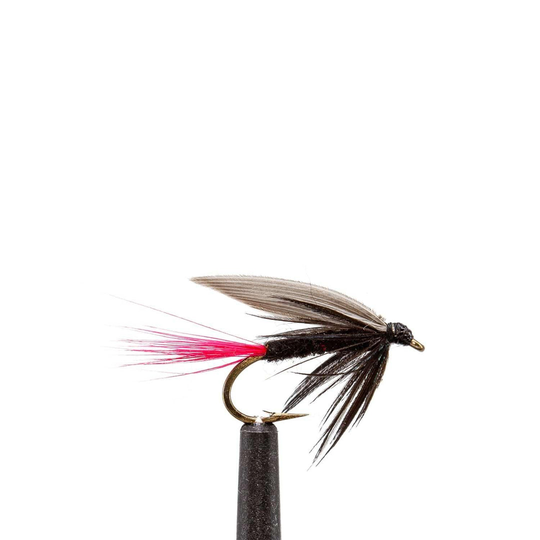 Black Gnat-Red Tail-Wet - Emerger, Flies | Jackson Hole Fly Company